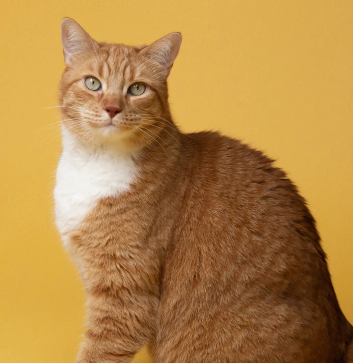 CAT Link Image