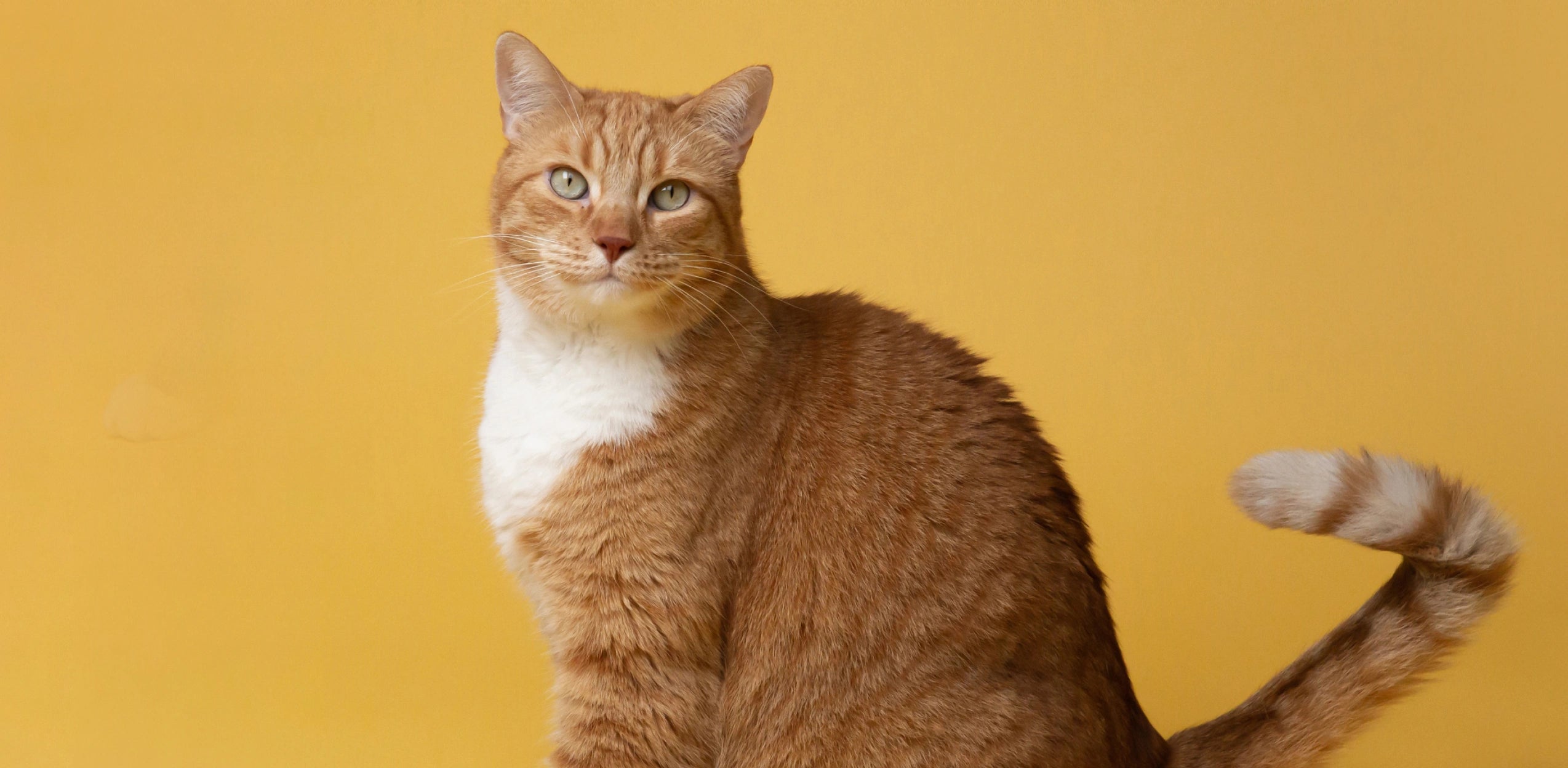 CAT Link Image